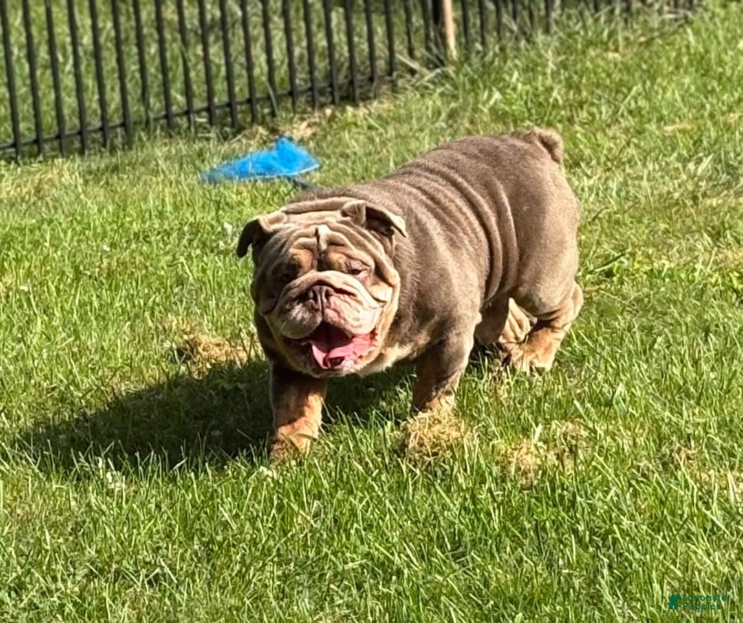 English Bulldog dogs for sale: Isabella - Image 8