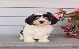 Teddy Bear dogs for sale: Lacy - Image 2