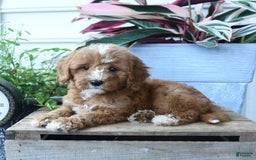 Mini Goldendoodle dogs for sale: Pollu - Image 5