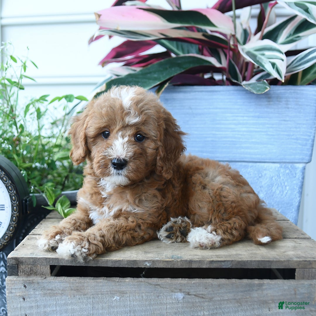 Mini Goldendoodle dogs for sale: Pollu - Image 5