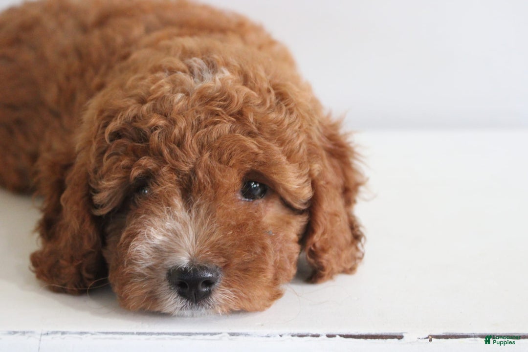 Cavapoo dogs for sale: Sage - Image 6