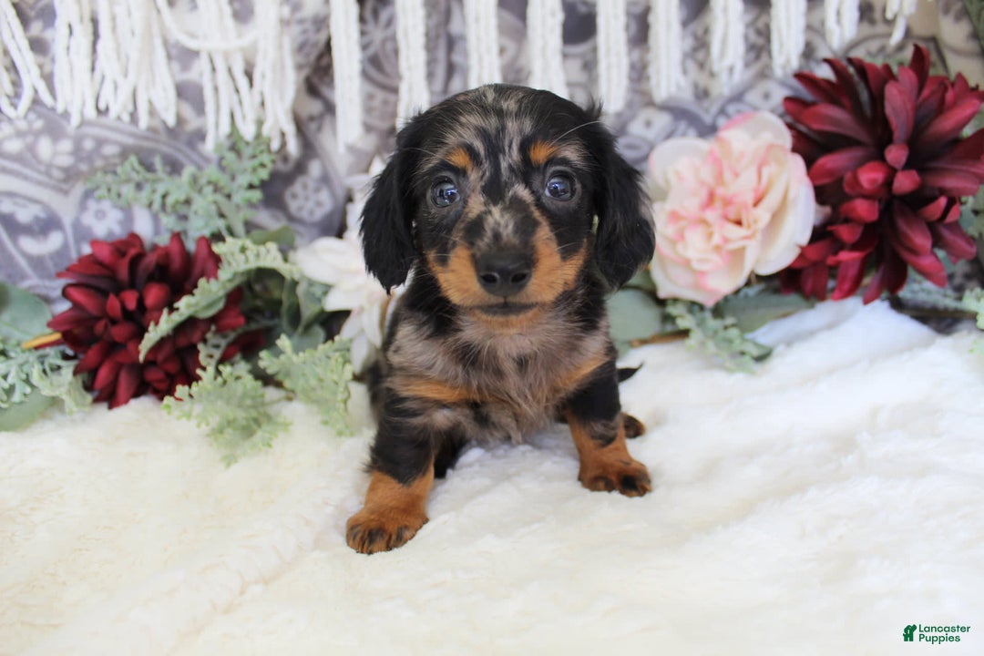 Miniature Dachshund dogs for sale: Gavin - Image 12