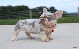 French Bulldog dogs for sale: Leo - Image 5