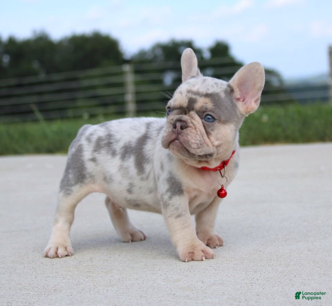 French Bulldog dogs for sale: Leo - Image 5