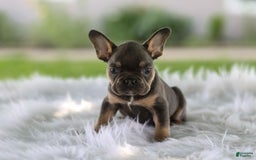 French Bulldog dogs for sale: Leo - Image 2