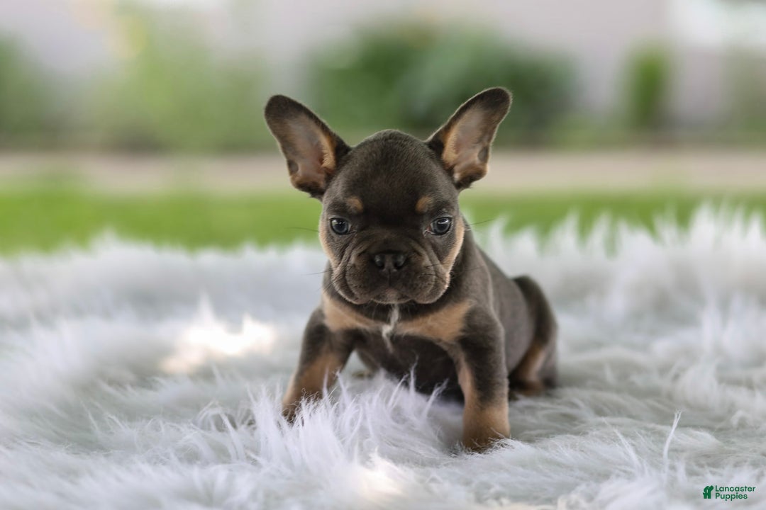 French Bulldog dogs for sale: Leo - Image 2