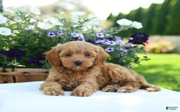 Cavapoo dogs for sale: Reeses - Image 3