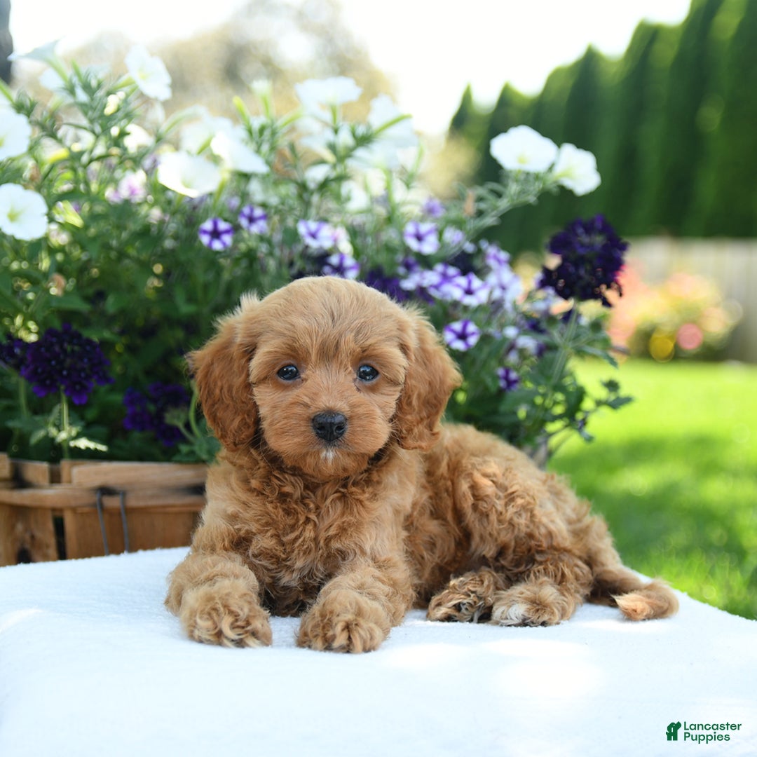 Cavapoo dogs for sale: Reeses - Image 3
