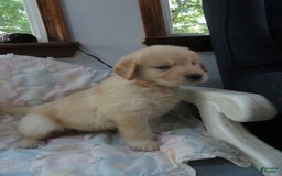 Golden Retriever dogs for sale: Erin - Image 24