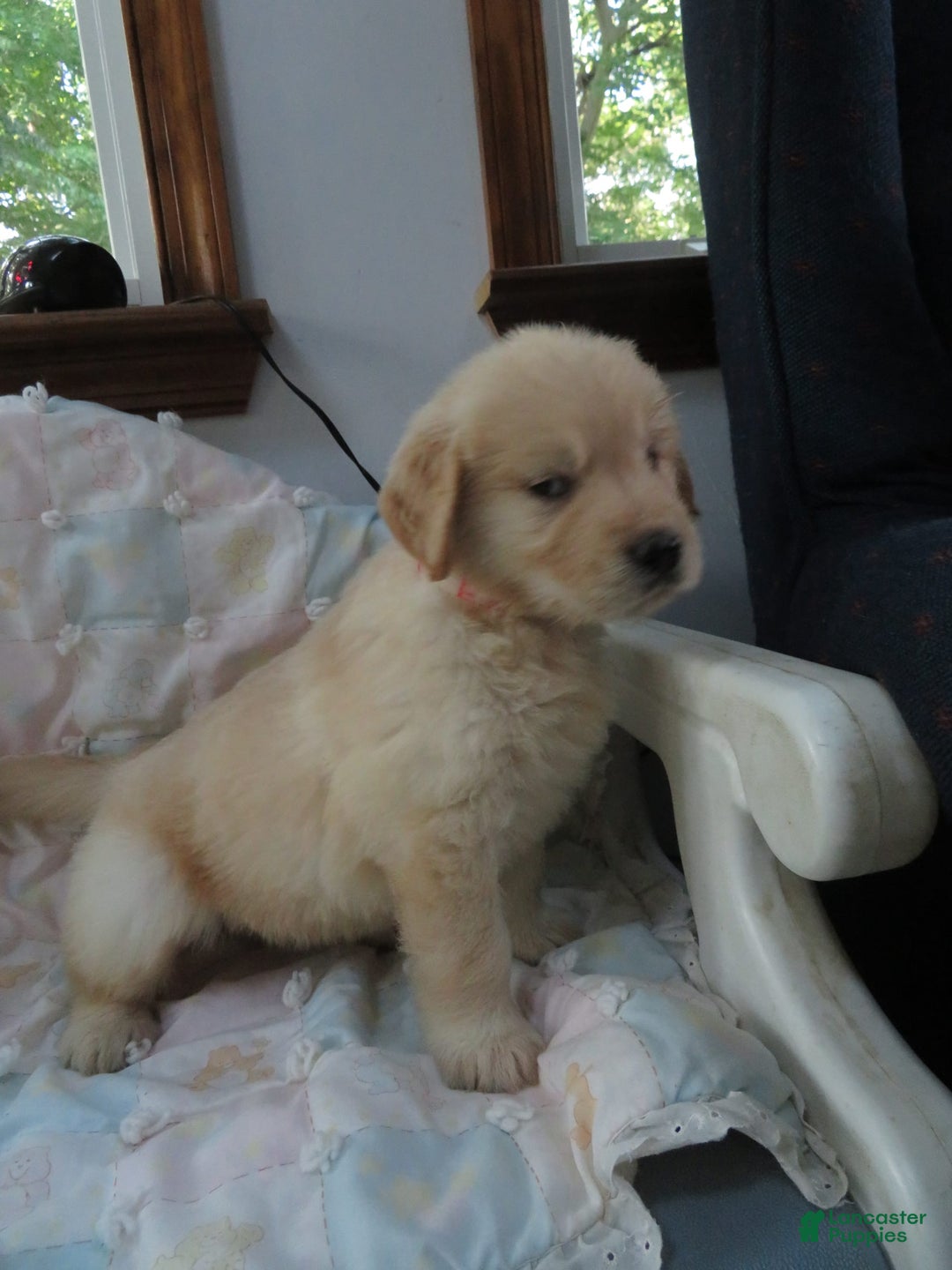 Golden Retriever dogs for sale: Erin - Image 24
