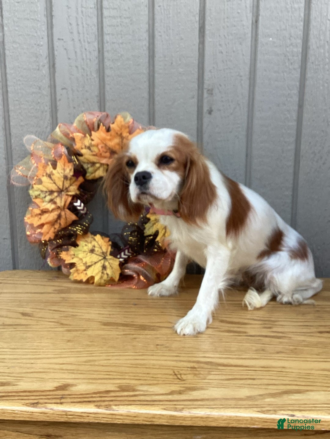 Cavalier King Charles Spaniel dogs for sale: Summer - Image 2