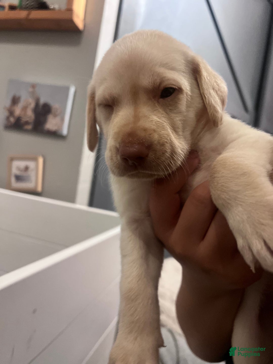 Labrador Retriever dogs for sale: Chalk - Image 1