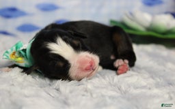 Bernese Mountain Dog dogs for sale: Cherrio - Image 1
