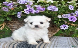 Maltese dogs for sale: Kristy - Image 5