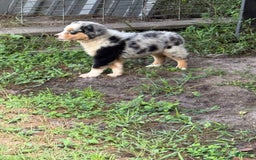 Miniature Australian Shepherd dogs for sale: F-blue - Image 3