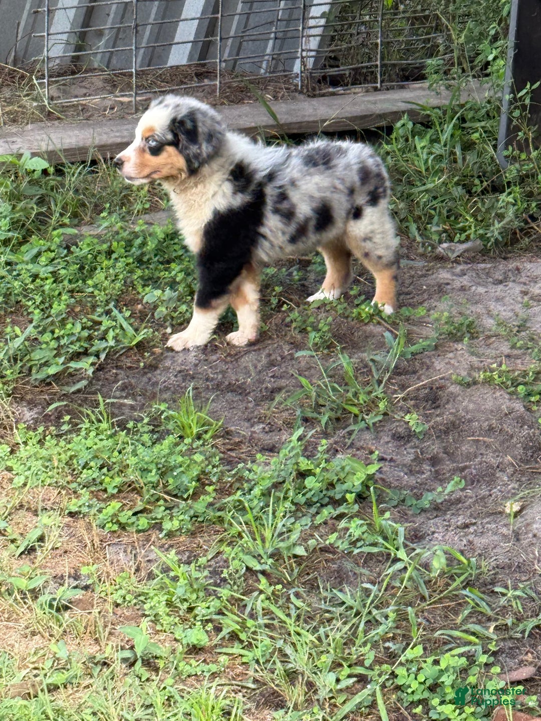 Miniature Australian Shepherd dogs for sale: F-blue - Image 3