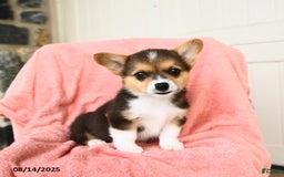 Welsh Corgi Pembroke dogs for sale: Vegas AKC - Image 1