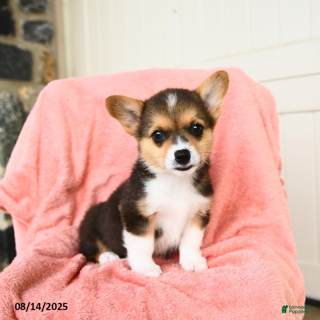 Welsh Corgi Pembroke dogs for sale: Vegas AKC - Image 1