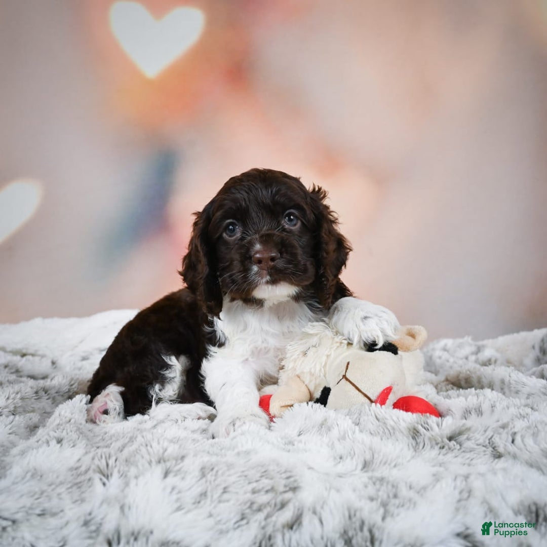 Cocker Spaniel dogs for sale: Leo - Image 10