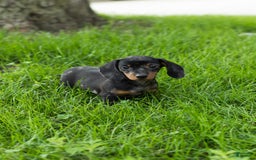 Miniature Dachshund dogs for sale: Miniature Dachshund 4 puppies - Image 8