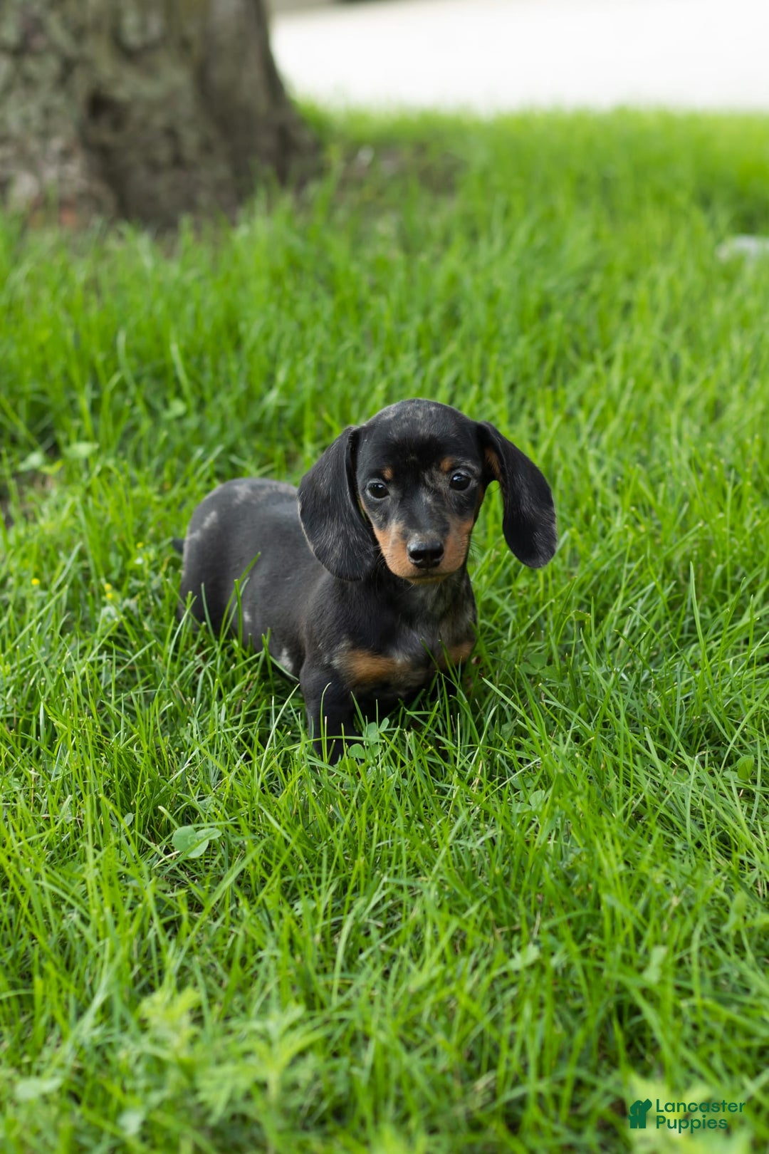 Miniature Dachshund dogs for sale: Miniature Dachshund 4 puppies - Image 8