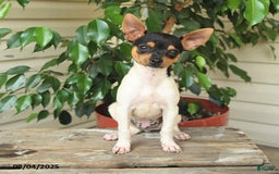Rat Terrier dogs for sale: Tyler - Image 5