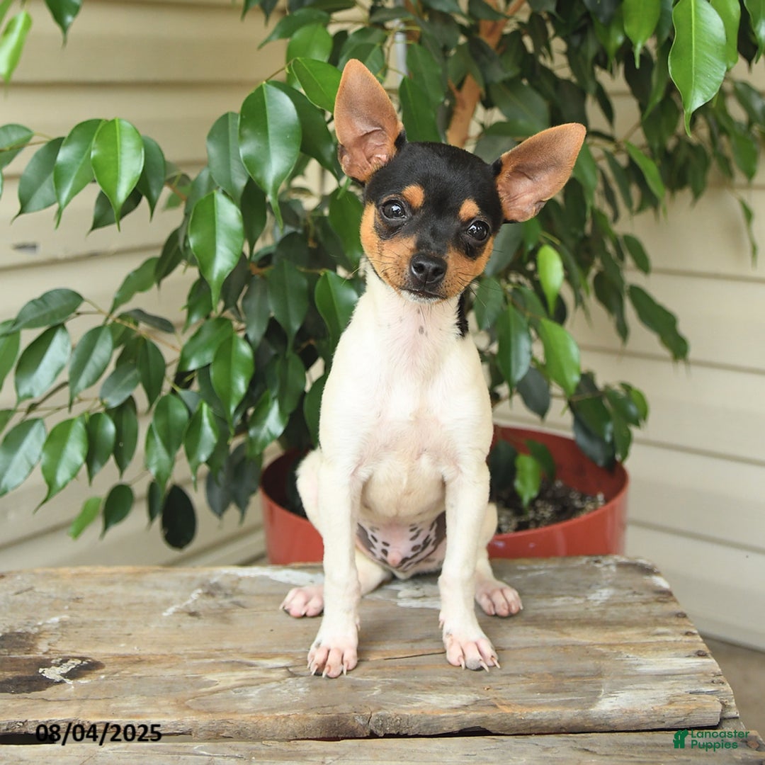 Rat Terrier dogs for sale: Tyler - Image 5