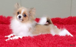 Pomeranian dogs for sale: Clark - Image 17