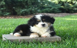 Mini Bernedoodle dogs for sale: Poppy - Image 8