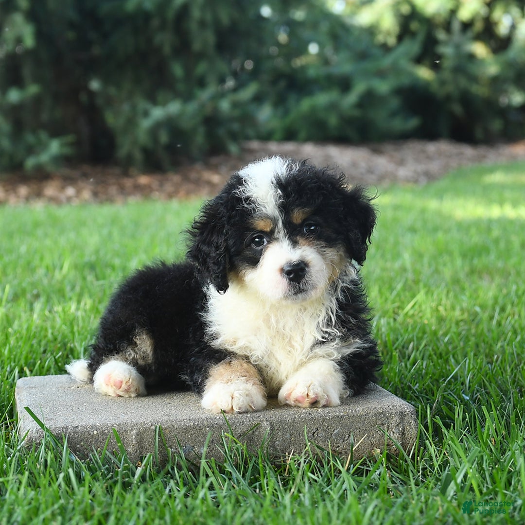 Mini Bernedoodle dogs for sale: Poppy - Image 8
