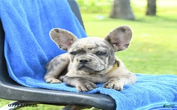 French Bulldog dogs for sale: Josie - Image 6