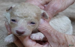 Toy Poodle dogs for sale: Nimmi Apricot - Image 15