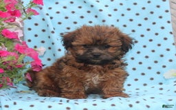 Teddy Bear dogs for sale: Dillon - Image 2