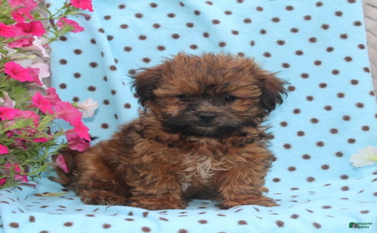 Teddy Bear dogs for sale - Ad 3