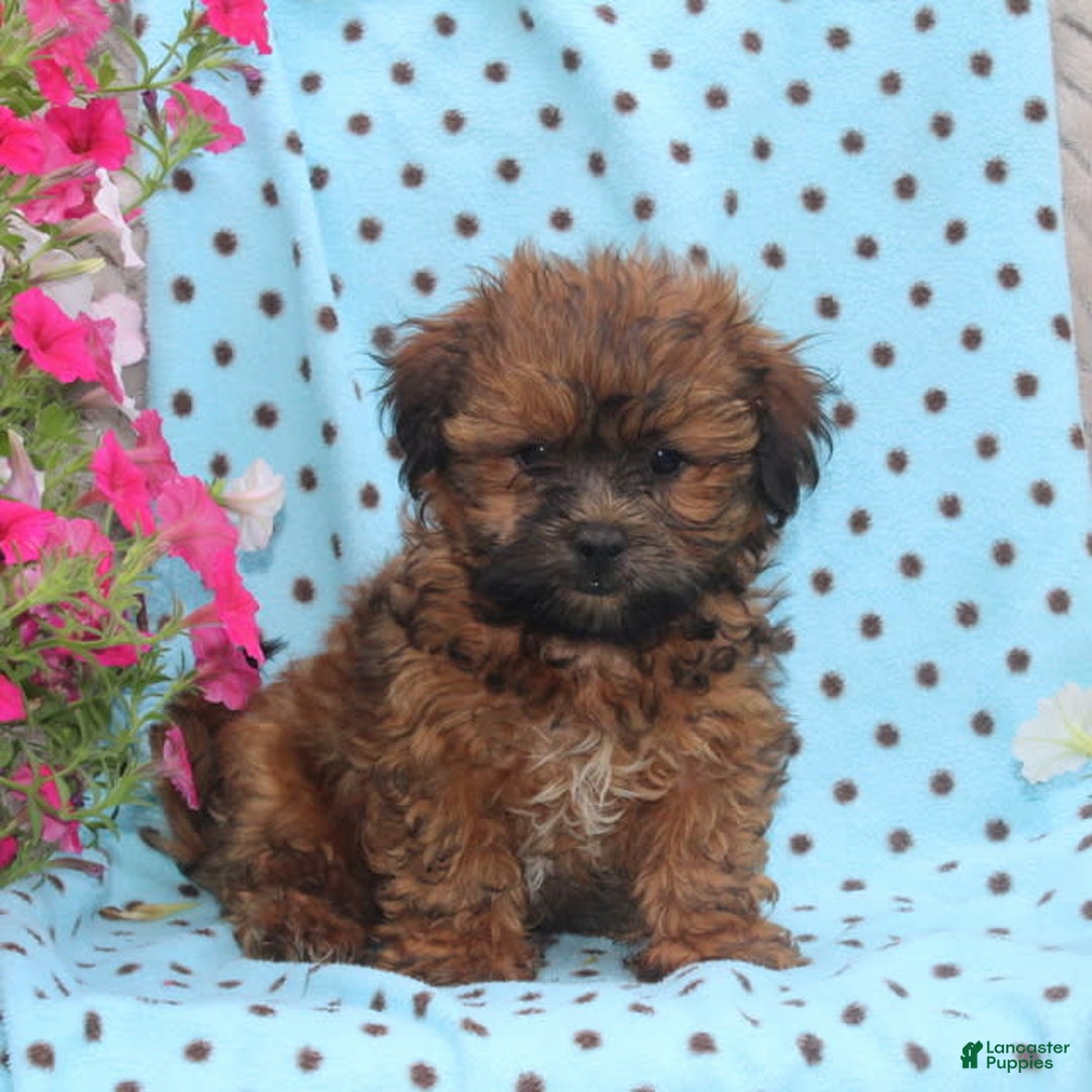 Teddy Bear dogs for sale: Dillon - Image 2
