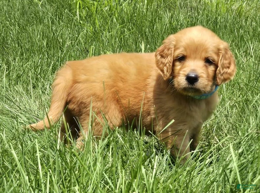 Goldendoodle dogs for sale: Raine - Image 8
