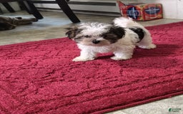 Morkie dogs for sale: Tiny Tim - Image 8