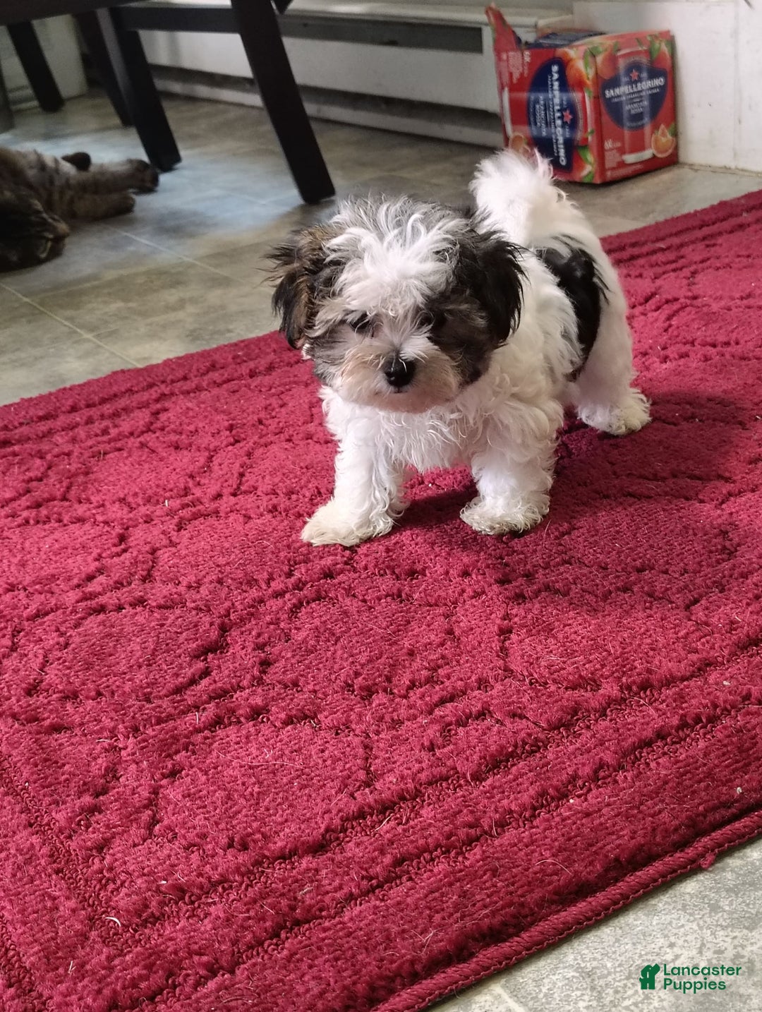 Morkie dogs for sale: Tiny Tim - Image 8