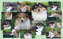 categoriesInfo:categoryAttributeOptions.pets.dogs.breed.roughCollie dogs for sale: Kenzie - Image 2