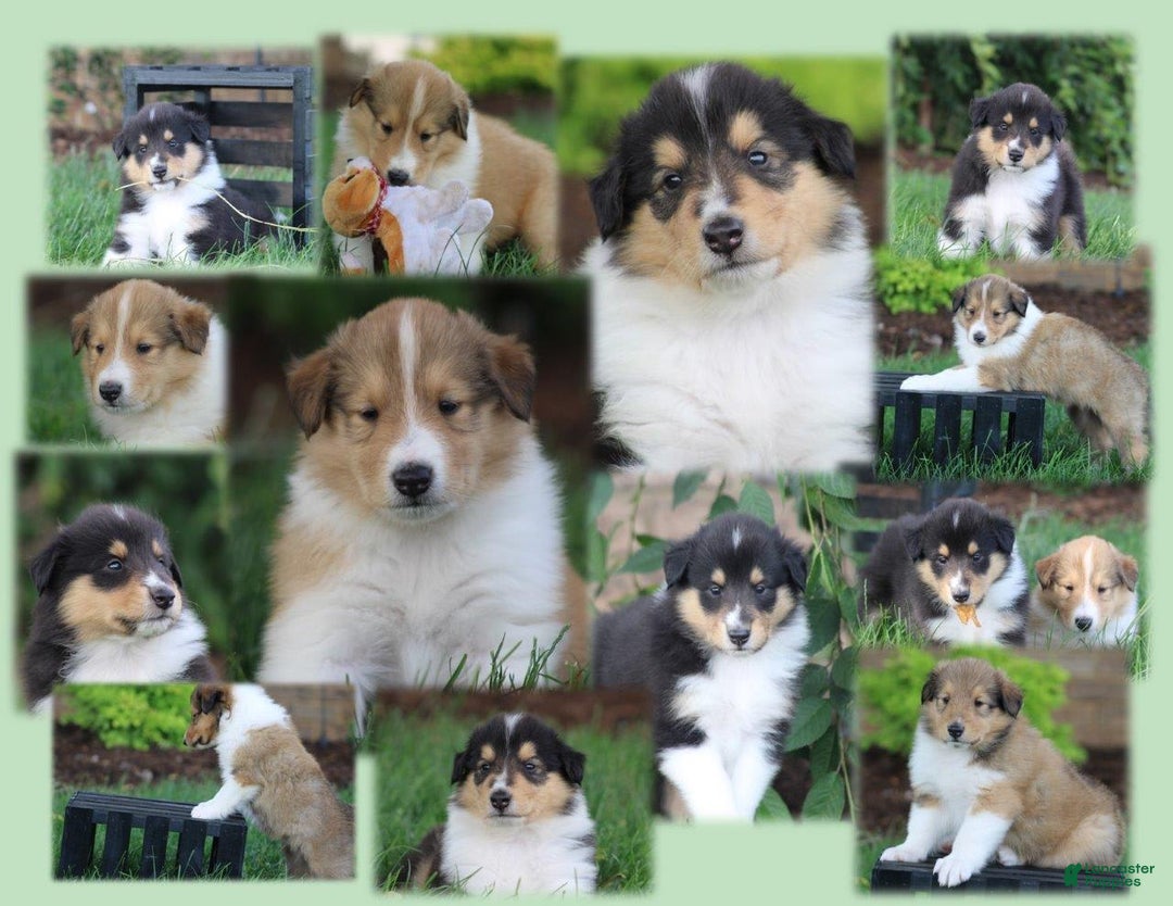 categoriesInfo:categoryAttributeOptions.pets.dogs.breed.roughCollie dogs for sale: Kenzie - Image 2