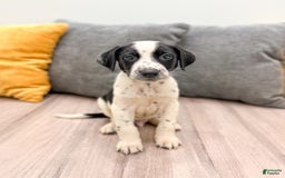 Dalmatian dogs for sale: Manny - Image 2