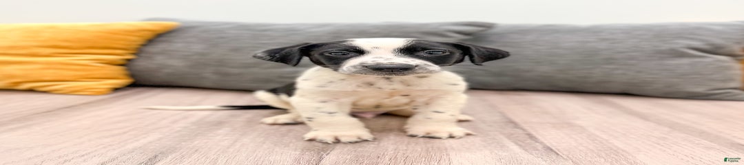 Manny
