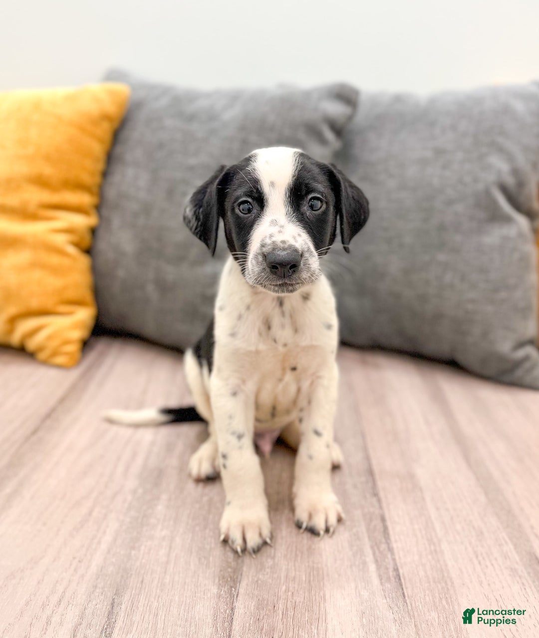 Dalmatian dogs for sale: Manny - Image 2