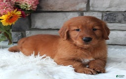 Golden Retriever dogs for sale: Chester - Image 2