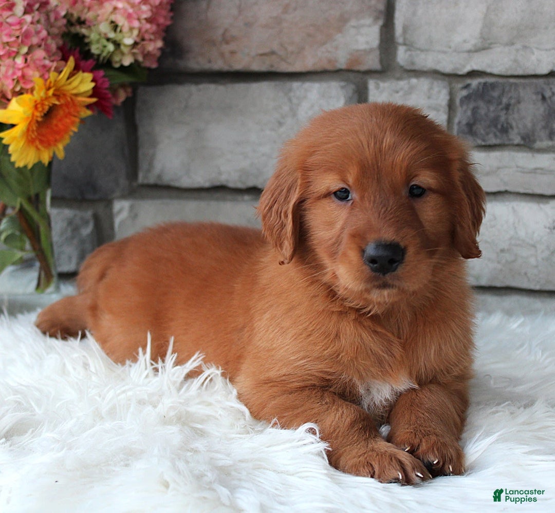 Golden Retriever dogs for sale: Chester - Image 2