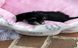 Maltipoo dogs for sale: Precious - Image 6