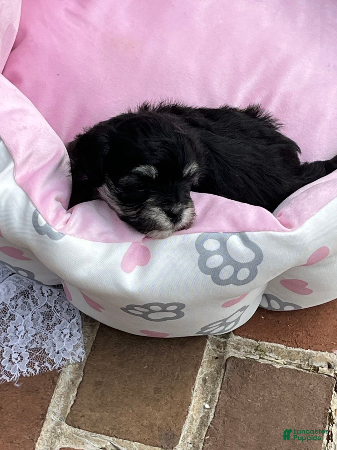Maltipoo dogs for sale: Precious - Image 6