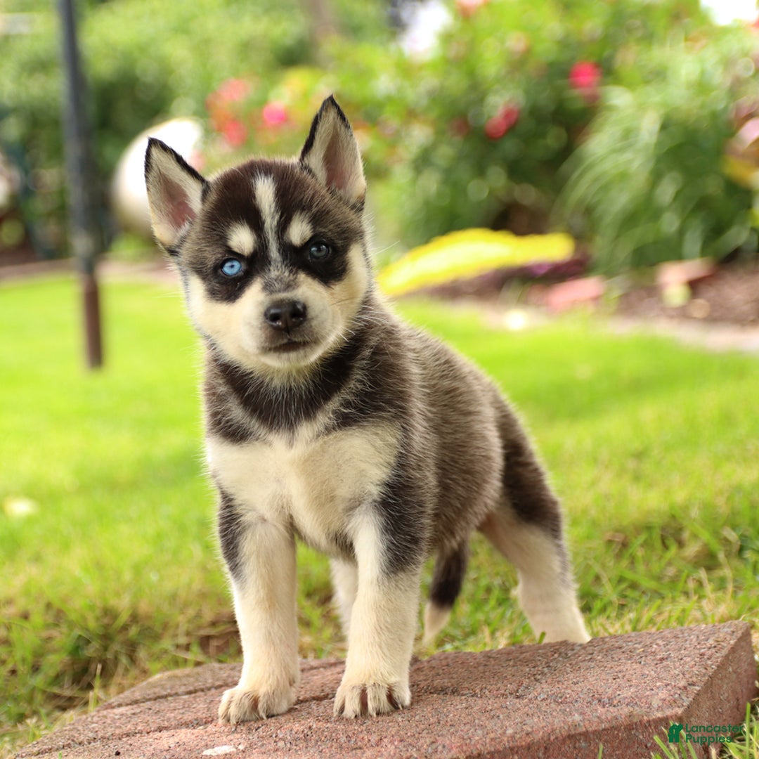 Gerberian Shepsky dogs for sale: Tripp - Image 1