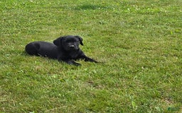Labrador Retriever dogs for sale: Chester - Image 6
