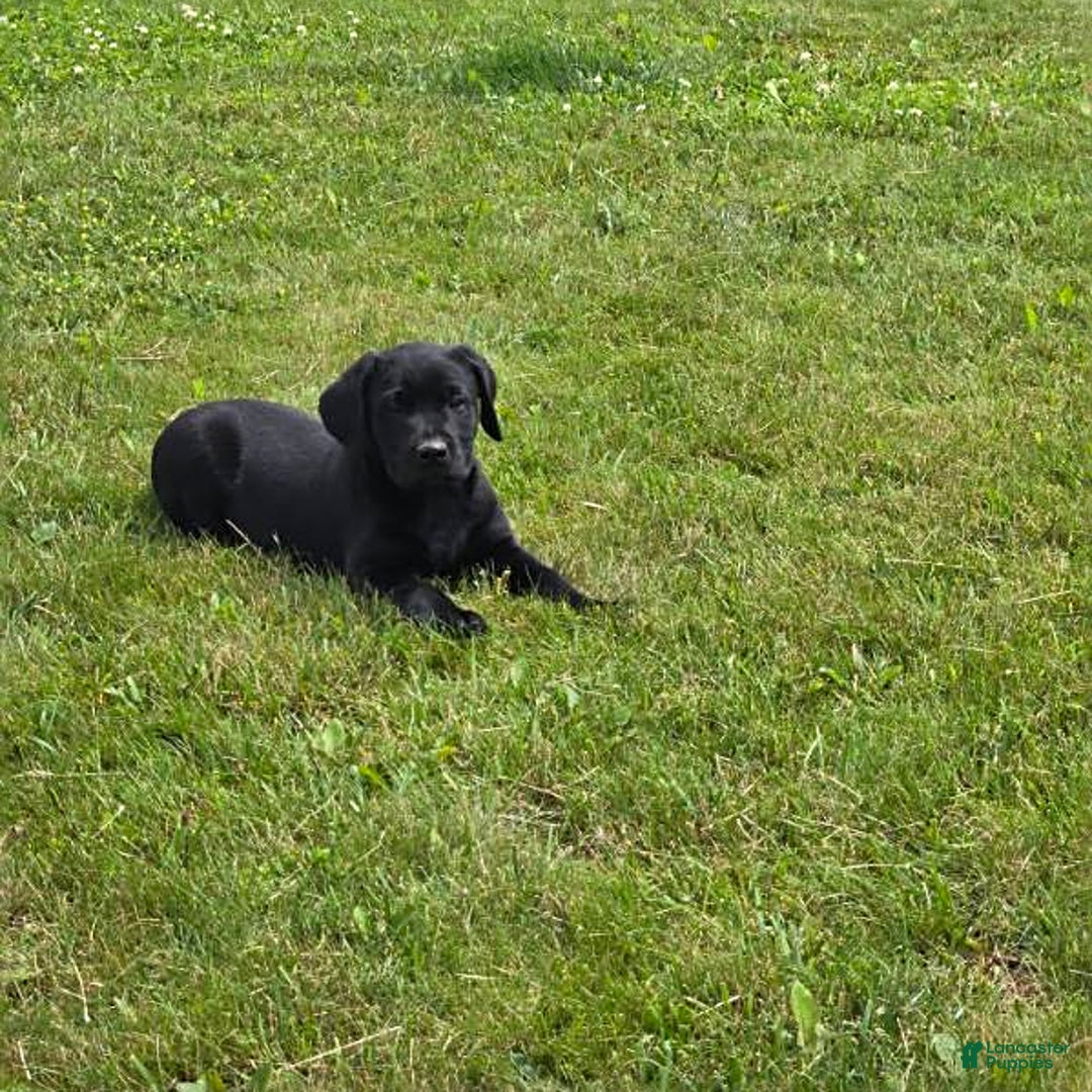 Labrador Retriever dogs for sale: Chester - Image 6